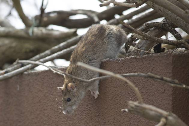 Wanderratte (Rattus norvegicus) Norway rat (Rattus norvegicus) Copyright: imageBROKER SunbirdxImages iblmup13703624