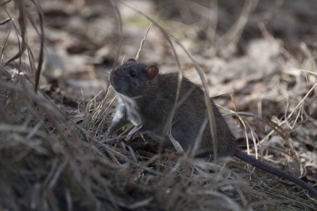 Wanderratte (Rattus norvegicus) Norway rat (Rattus norvegicus) Copyright: imageBROKER SunbirdxImages iblmup13706669