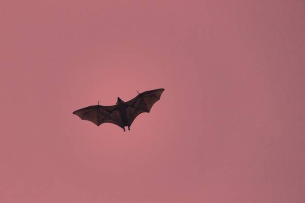Schreckliche schreckliche Fledermaus Silhouette im Himmel im Flug. Nacht beängstigend Vampir in Form von Fledermaus Terrible horrible bat silhouette in sky in flight. Night scary vampire in form of bat Copyright: imageBROKER MaximilianxBuzun ibxiqx13933216.jpg