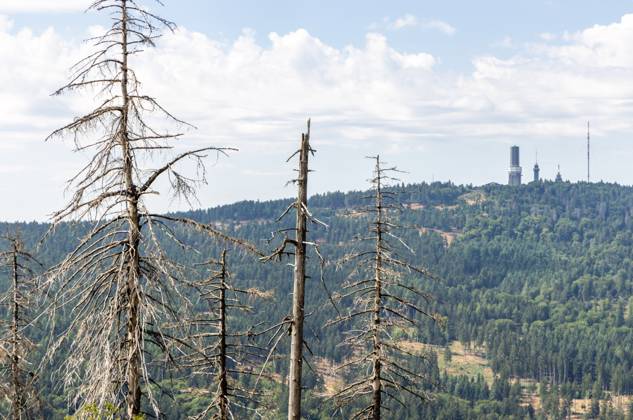 Waldsterben im Taunus Abgestorbene Fichten stehen am Altkönig im Taunus im Wald, im Hintergrund ist der Große Feldberg zu sehen., Kronberg Hessen Deutschland