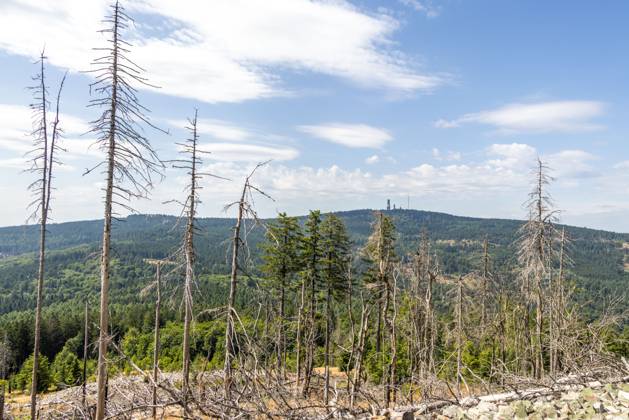 Waldsterben im Taunus Abgestorbene Fichten stehen am Altkönig im Taunus im Wald., Kronberg Hessen Deutschland