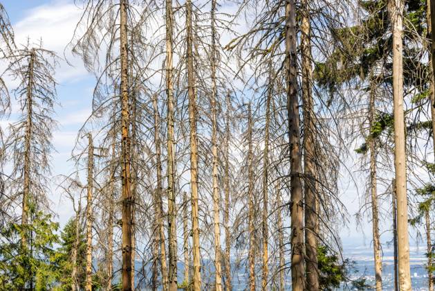 Waldsterben im Taunus Abgestorbene Fichten stehen am Altkönig im Taunus im Wald., Kronberg Hessen Deutschland