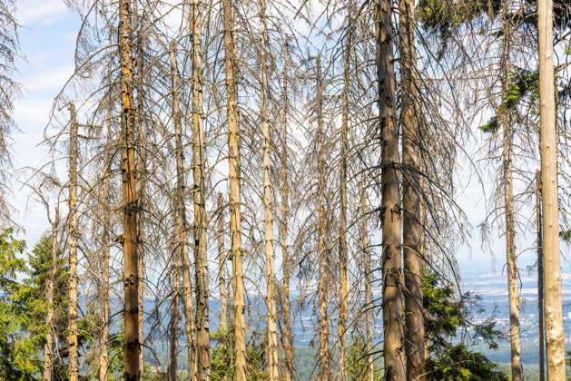 Waldsterben im Taunus Abgestorbene Fichten stehen am Altkönig im Taunus im Wald., Kronberg Hessen Deutschland