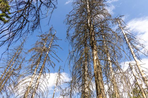 Waldsterben im Taunus Abgestorbene Fichten stehen am Altkönig im Taunus im Wald., Kronberg Hessen Deutschland