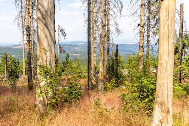 Waldsterben im Taunus Abgestorbene Fichten stehen am Altkönig im Taunus im Wald., Kronberg Hessen Deutschland