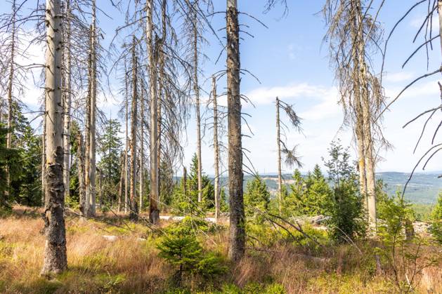 Waldsterben im Taunus Abgestorbene Fichten stehen am Altkönig im Taunus im Wald., Kronberg Hessen Deutschland