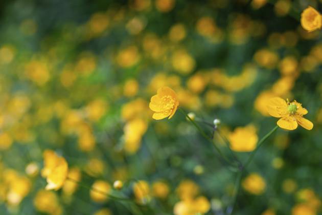 Blumenwiese, scharfer Hahnenfuß, Hahnenfuß (Ranunculus acris), Leoben, Steiermark, Österreich, Europa Flower meadow, Ranunculus acris, Leoben, Styria, Austria, Europe Copyright: imageBROKER Karl-HeinzxSchein ibxksc13838997
