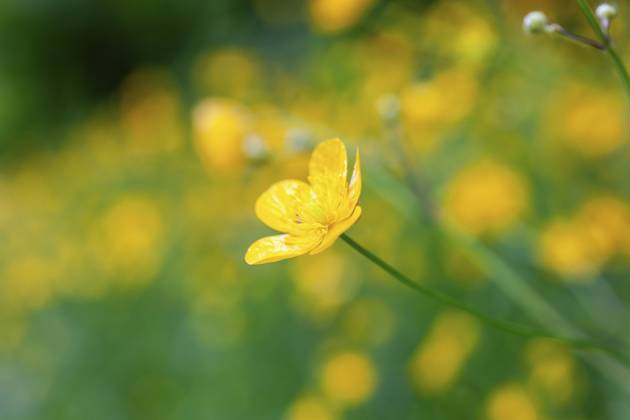 Blumenwiese, scharfer Hahnenfuß, Hahnenfuß (Ranunculus acris), Leoben, Steiermark, Österreich, Europa Flower meadow, Ranunculus acris, Leoben, Styria, Austria, Europe Copyright: imageBROKER Karl-HeinzxSchein ibxksc13838998