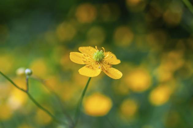 Blumenwiese, scharfer Hahnenfuß, Hahnenfuß (Ranunculus acris), Leoben, Steiermark, Österreich, Europa Flower meadow, Ranunculus acris, Leoben, Styria, Austria, Europe Copyright: imageBROKER Karl-HeinzxSchein ibxksc13838999