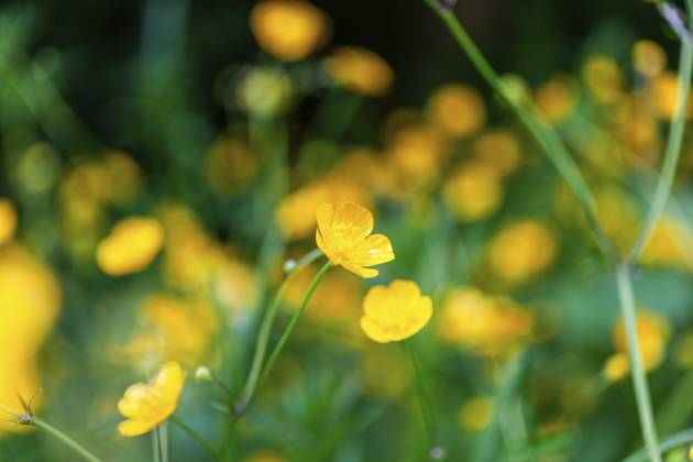 Blumenwiese, scharfer Hahnenfuß, Hahnenfuß (Ranunculus acris), Leoben, Steiermark, Österreich, Europa Flower meadow, Ranunculus acris, Leoben, Styria, Austria, Europe Copyright: imageBROKER Karl-HeinzxSchein ibxksc13839004