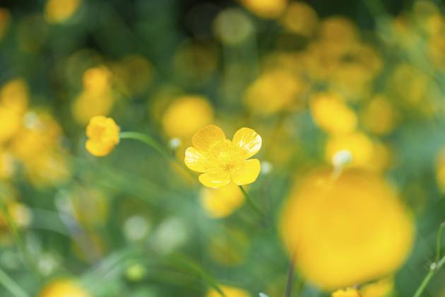 Blumenwiese, scharfer Hahnenfuß, Hahnenfuß (Ranunculus acris), Leoben, Steiermark, Österreich, Europa Flower meadow, Ranunculus acris, Leoben, Styria, Austria, Europe Copyright: imageBROKER Karl-HeinzxSchein ibxksc13839008