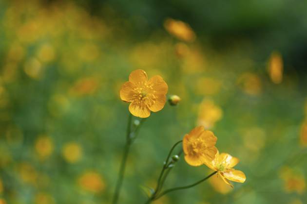 Blumenwiese, scharfer Hahnenfuß, Hahnenfuß (Ranunculus acris), Leoben, Steiermark, Österreich, Europa Flower meadow, Ranunculus acris, Leoben, Styria, Austria, Europe Copyright: imageBROKER Karl-HeinzxSchein ibxksc13839437