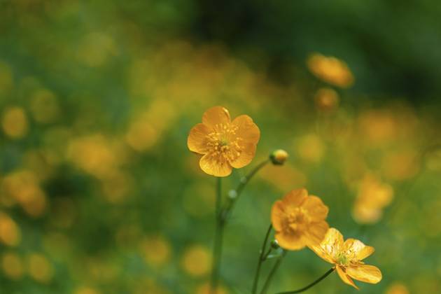 Blumenwiese, scharfer Hahnenfuß, Hahnenfuß (Ranunculus acris), Leoben, Steiermark, Österreich, Europa Flower meadow, Ranunculus acris, Leoben, Styria, Austria, Europe Copyright: imageBROKER Karl-HeinzxSchein ibxksc13839439