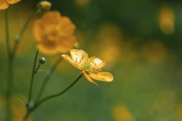 Blumenwiese, scharfer Hahnenfuß, Hahnenfuß (Ranunculus acris), Leoben, Steiermark, Österreich, Europa Flower meadow, Ranunculus acris, Leoben, Styria, Austria, Europe Copyright: imageBROKER Karl-HeinzxSchein ibxksc13839440