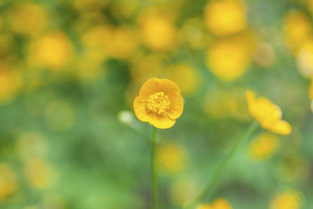 Blumenwiese, scharfer Hahnenfuß, Hahnenfuß (Ranunculus acris), Leoben, Steiermark, Österreich, Europa Flower meadow, Ranunculus acris, Leoben, Styria, Austria, Europe Copyright: imageBROKER Karl-HeinzxSchein ibxksc13839441
