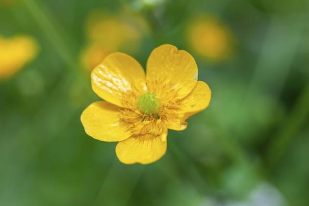 Blumenwiese, scharfer Hahnenfuß, Hahnenfuß (Ranunculus acris), Leoben, Steiermark, Österreich, Europa Flower meadow, Ranunculus acris, Leoben, Styria, Austria, Europe Copyright: imageBROKER Karl-HeinzxSchein ibxksc13839448