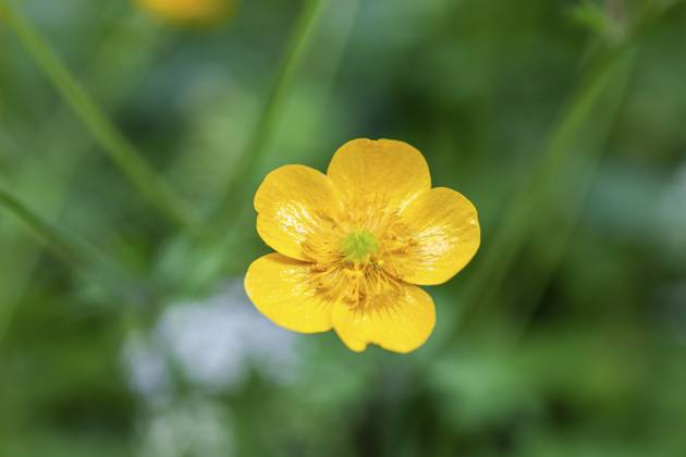 Blumenwiese, scharfer Hahnenfuß, Hahnenfuß (Ranunculus acris), Leoben, Steiermark, Österreich, Europa Flower meadow, Ranunculus acris, Leoben, Styria, Austria, Europe Copyright: imageBROKER Karl-HeinzxSchein ibxksc13839444