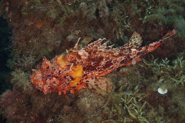 Großer Roter Drachenkopf (Scorpaena scrofa) auf dem algenbedeckten Meeresboden im Mittelmeer bei Hyères, Tauchplatz Halbinsel Giens, Provence Alpes Côte d Azur, Frankreich Red scorpionfish (Scorpaena scrofa) on the algae-covered seabed in the Mediterranean Sea near Hyères, Giens Peninsula dive site, Provence Alpes Côte d Azur, France Copyright: imageBROKER RolfxvonxRiedmatten ibxrvo14364661