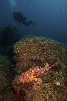 Großer Roter Drachenkopf (Scorpaena scrofa), Meersau, auf einem von Algen bedekten Riff im tiefblauen Mittelmeer bei Hyères, Taucherin im Hintergrund. Tauchplatz Halbinsel Giens, Provence Alpes Côte d Azur, Frankreich Red scorpionfish (Scorpaena scrofa), sea sow, on a reef covered with algae in the deep blue Mediterranean Sea near Hyères, diver in the background. Dive site Giens Peninsula, Provence Alpes Côte d Azur, France Copyright: imageBROKER RolfxvonxRiedmatten ibxrvo14364662.jpg ,model released, Symbolfoto ,property released