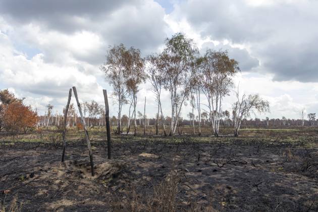 Bilder des Jahres 2025, News 07 Juli Sachsenforst lädt Pressevertreter zur Fotoberichterstattung nach Waldbrand in die Gohrischheide ein.
