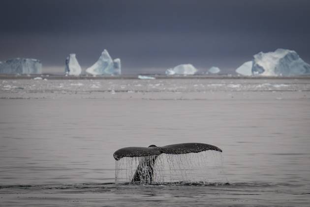 9th National Antarctic Science Expedition team returns to Turkiye ANTARCTICA - MARCH 04: Humpback whales are seen as scientists from Turkiye carry out their work during the 9th National Antarctic Science Expedition, in Antarctica on March 04, 2025. The team participating in the 9th National Antarctic Science Expedition, organized under the auspices of the Turkish Presidency, Ministry of Industry and Technology and with the coordination of TUBITAK MAM Polar Research Institute, returned home after their 34-day journey. During the expedition, observations of glaciers, icebergs and humpback whales living at the South Pole, various seal and bird species, as well as penguins, the continent s symbolic creatures, were also made. Antarctica World. E Copyright: x2025xAnadoluxÅžebnemxCoÅükunx