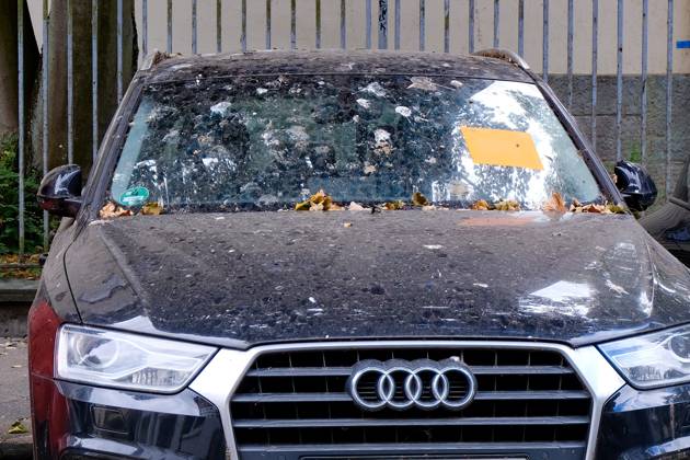 Düsseldorf 23.08.2025 Taubendreck Vogeldreck Taubenkot Vogelkot Vogelkacke Taubenkacke Baumparker Parken unter Baum Autolack Lack KFZ Auto PKW Autowäsche Waschanlage Reinigung Lackschaden Autoversicherung KFZ-Versicherung Kaskoversicherung Vollkasko Teilkasko Lackschaden Audi Düsseldorf Nordrhein-Westfalen Deutschland