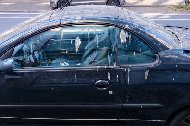 Düsseldorf 25.08.2025 Taubendreck Vogeldreck Taubenkot Vogelkot Vogelkacke Taubenkacke Baumparker Parken unter Baum Autolack Lack KFZ Auto PKW Autowäsche Waschanlage Reinigung Lackschaden Autoversicherung KFZ-Versicherung Kaskoversicherung Vollkasko Teilkasko Lackschaden Düsseldorf Nordrhein-Westfalen Deutschland