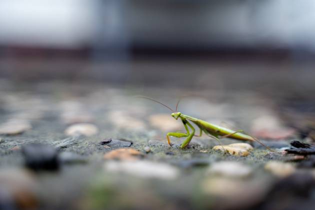 Themenbild - Eine Gottesanbeterin (Mantis religiosa) sitzt gut getarnt im Garten., 16.09.2025 Themenbild - Eine Gottesanbeterin (Mantis religiosa) sitzt gut getarnt im Garten., 16.09.2025 Gut getarnt lauert eine Gottesanbeterin (Mantis religiosa) im Garten in Deutschland. Um die Ausbreitung dieser unter Naturschutz stehenden Art zu verfolgen, bittet das Landesamt fuer Umweltschutz um Meldungen von Beobachtungen. Copyright: xEibner-Pressefoto JonasxLohrmannx EP_JLN