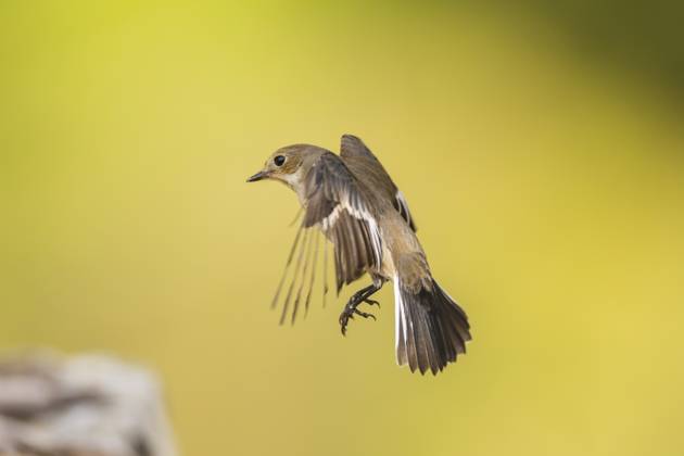 Elsterschnäpper (Ficedula hypoleuca) im Flug an einem Wasserbecken, Pinos, Solsona, Katalonien, Spanien European Pied Flycatcher (Ficedula hypoleuca) in flight at a water pool, Pinos, Solsona, Catalonia, Spain Copyright: imageBROKER Davidx&xMichaxSheldo ibxshe15132370.jpg