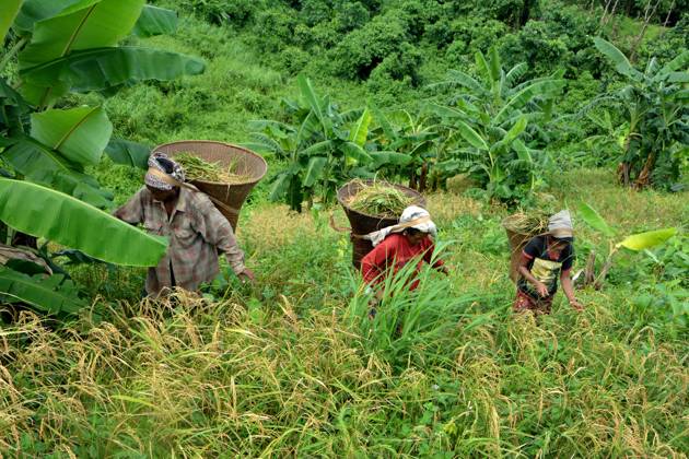 World Food Day in Bangladesh RANGAMATI - BANGLADESH - OCTOBER 15 : The farmers grow and sell mixed fruits and vegetables along with rice after bringing them to the low market for sale in the remote mountainous area of Rangamati, Bangladesh on October 15,2022. As there is food shortage in the hilly areas during the dry season, the farmers here are growing mixed crops to meet the demand. Bangladesh World. Editorial use only. Please get in touch for any other usage.  Copyright: x2025xAnadoluxMohammadxShajahanx
