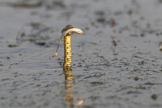 Würfelnatter (Natrix tessellata) Schlange mit Fisch im Maul, schmimmend, Donau Delta, Rumänien Dice snake (Natrix tessellata) Snake with fish in its mouth, swimming, Danube Delta, Romania Copyright: imageBROKER HeinzxHudelist iblhei15129766.jpg