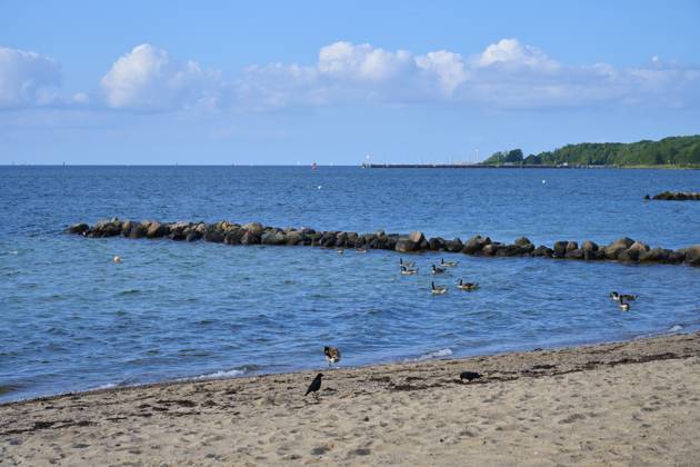 Enten schwimmen nahe einem Felsenstrand unter einem klaren Himmel mit ruhigem Meer, Heikendorf, Kreis Plön, Kieler Förde, Schleswig-Holstein, Deutschland Ducks swimming near a rocky beach under a clear sky with calm sea, Heikendorf, Kreis Plön, Kieler Förde, Schleswig-Holstein, Germany Copyright: imageBROKER RaimundxLinke ibxrde15149788.jpg