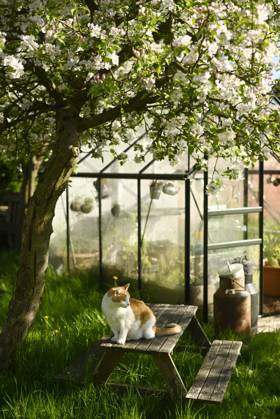 Cat sitting on picnic table under blossoming tree in spring garden, Hamburg Hamburg Deutschland Altes Land GISF01227