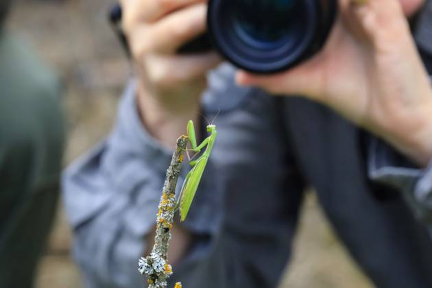 Praying mantis on branch photographed by woman outdoors in Germany model released, Symbolfoto, JTF02599
