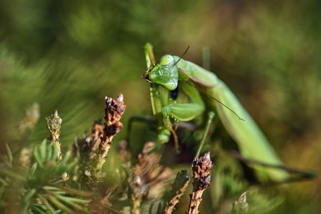 Europäische Gottesanbeterin ( Mantis religiosa ). Europäische Gottesanbeterin ( Mantis religiosa ). 20251003MIC0372