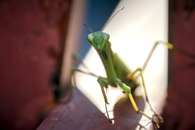 Europäische Gottesanbeterin ( Mantis religiosa ). Europäische Gottesanbeterin ( Mantis religiosa ). 20251003MIC0193
