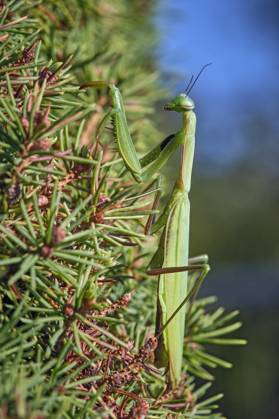 Europäische Gottesanbeterin ( Mantis religiosa ). Europäische Gottesanbeterin ( Mantis religiosa ). 20251003MIC0404