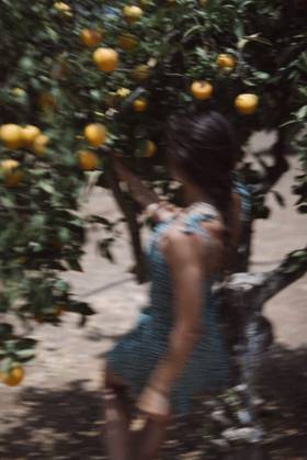 Woman is picking fresh citrus fruits from trees in a peaceful orchard on a sunny day A woman collecting ripe yellow citrus fruits from trees in a sunny orchard, showing the beauty of farm life, model released, , 60568950.jpg RECORD DATE NOT STATED