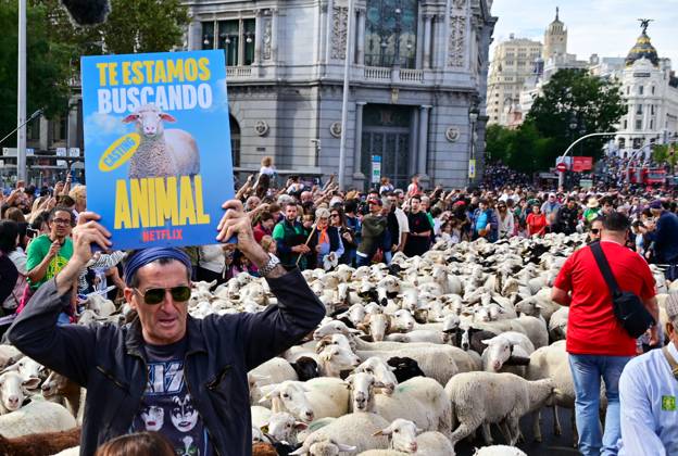 October 19, 2025, Madrid, Madrid, SPAIN: Madrid celebrates the traditional Transhumance Day, when hundreds of sheep and shepherds walk through the historic city center following the ancient droversâ€⠢ routes. The event highlights transhumance as both a cultural and environmental heritage, with flocks passing through Puerta del Sol, Plaza de Cibeles, and other emblematic streets, accompanied by shepherds in traditional attire and folk music. Madrid SPAIN - ZUMAz108 20251019_znp_z108_007 Copyright: xRichardxZubelzux