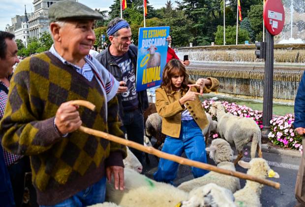 October 19, 2025, Madrid, Madrid, SPAIN: Madrid celebrates the traditional Transhumance Day, when hundreds of sheep and shepherds walk through the historic city center following the ancient droversâ€⠢ routes. The event highlights transhumance as both a cultural and environmental heritage, with flocks passing through Puerta del Sol, Plaza de Cibeles, and other emblematic streets, accompanied by shepherds in traditional attire and folk music. Madrid SPAIN - ZUMAz108 20251019_znp_z108_008 Copyright: xRichardxZubelzux