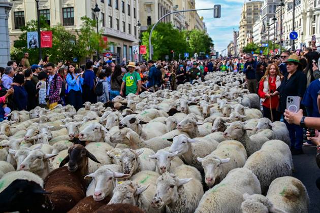 October 19, 2025, Madrid, Madrid, SPAIN: Madrid celebrates the traditional Transhumance Day, when hundreds of sheep and shepherds walk through the historic city center following the ancient droversâ€⠢ routes. The event highlights transhumance as both a cultural and environmental heritage, with flocks passing through Puerta del Sol, Plaza de Cibeles, and other emblematic streets, accompanied by shepherds in traditional attire and folk music. Madrid SPAIN - ZUMAz108 20251019_znp_z108_024 Copyright: xRichardxZubelzux
