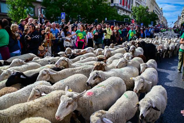 October 19, 2025, Madrid, Madrid, SPAIN: Madrid celebrates the traditional Transhumance Day, when hundreds of sheep and shepherds walk through the historic city center following the ancient droversâ€⠢ routes. The event highlights transhumance as both a cultural and environmental heritage, with flocks passing through Puerta del Sol, Plaza de Cibeles, and other emblematic streets, accompanied by shepherds in traditional attire and folk music. Madrid SPAIN - ZUMAz108 20251019_znp_z108_025 Copyright: xRichardxZubelzux