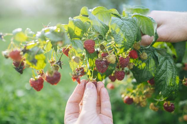 Hand picking ripe raspberries from bush in summer vegetable garden model released, Symbolfoto, ANAF05083