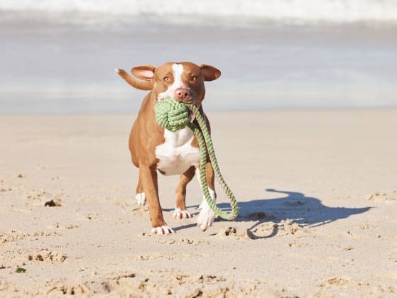 Beach, portrait and dog running with ball for fun exercise, healthy energy or animal playing in nature. Ocean, games and pitbull with outdoor pet training, fitness and wellness with toys in morning Beach, portrait and dog running with ball for fun exercise, healthy energy or animal playing in nature. Ocean, games and pitbull with outdoor pet training, fitness and wellness with toys in morning., property released, , 59668560.jpg RECORD DATE NOT STATED
