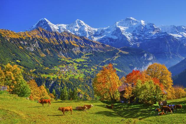Herbstlandschaft im Weiler Sulwald mit Ausblick auf Wengen und Eiger 3967m, Mönch 4110m und Jungfrau 4158m, Isenfluh, Lauterbrunnental, Berner Oberland, Kanton Bern, Schweiz Autumn landscape in the hamlet of Sulwald with views of Wengen and Eiger 3967m, Mönch 4110m and Jungfrau 4158m, Isenfluh, Lauterbrunnental, Bernese Oberland, Canton of Bern, Switzerland Copyright: imageBROKER GuenterxGraefenhain ibxgng15462490