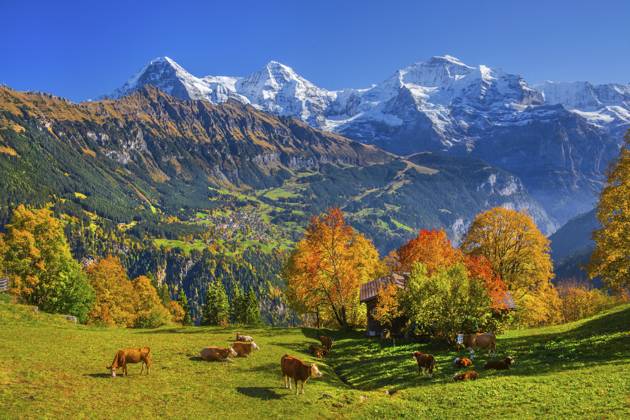 Herbstlandschaft im Weiler Sulwald mit Ausblick auf Wengen und Eiger 3967m, Mönch 4110m und Jungfrau 4158m, Isenfluh, Lauterbrunnental, Berner Oberland, Kanton Bern, Schweiz Autumn landscape in the hamlet of Sulwald with views of Wengen and Eiger 3967m, Mönch 4110m and Jungfrau 4158m, Isenfluh, Lauterbrunnental, Bernese Oberland, Canton of Bern, Switzerland Copyright: imageBROKER GuenterxGraefenhain ibxgng15462492