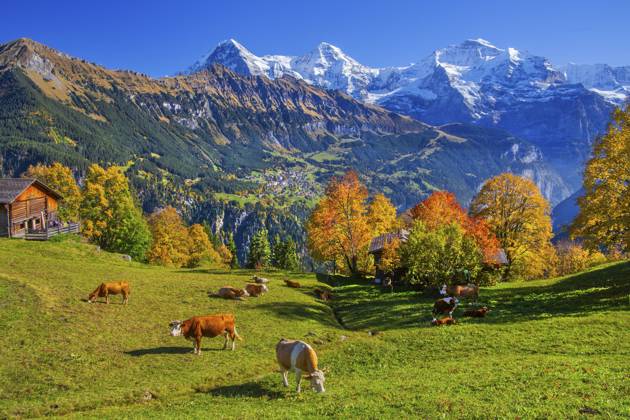 Herbstlandschaft im Weiler Sulwald mit Ausblick auf Wengen und Eiger 3967m, Mönch 4110m und Jungfrau 4158m, Isenfluh, Lauterbrunnental, Berner Oberland, Kanton Bern, Schweiz Autumn landscape in the hamlet of Sulwald with views of Wengen and Eiger 3967m, Mönch 4110m and Jungfrau 4158m, Isenfluh, Lauterbrunnental, Bernese Oberland, Canton of Bern, Switzerland Copyright: imageBROKER GuenterxGraefenhain ibxgng15462493