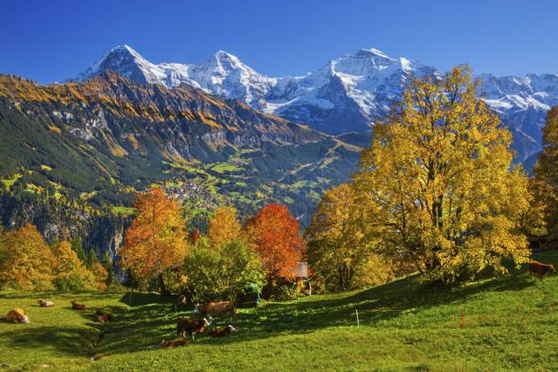 Herbstlandschaft im Weiler Sulwald mit Ausblick auf Wengen und Eiger 3967m, Mönch 4110m und Jungfrau 4158m, Isenfluh, Lauterbrunnental, Berner Oberland, Kanton Bern, Schweiz Autumn landscape in the hamlet of Sulwald with views of Wengen and Eiger 3967m, Mönch 4110m and Jungfrau 4158m, Isenfluh, Lauterbrunnental, Bernese Oberland, Canton of Bern, Switzerland Copyright: imageBROKER GuenterxGraefenhain ibxgng15462494