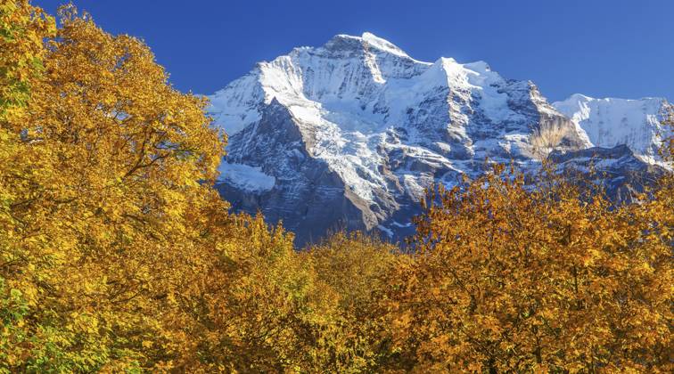 Herbstlandschaft im Weiler Sulwald mit Ausblick auf die Jungfrau 4158m, Isenfluh, Lauterbrunnental, Berner Oberland, Kanton Bern, Schweiz Autumn landscape in the hamlet of Sulwald with a view of the Jungfrau 4158m, Isenfluh, Lauterbrunnental, Bernese Oberland, Canton of Bern, Switzerland Copyright: imageBROKER GuenterxGraefenhain ibxgng15462501