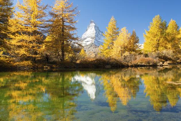 Matterhorn und gelbgoldene Lärchen im Herbst an sonnigen Tagen. Spiegelung im Grindjisee. Farben des Herbstes. Schweizer Alpen. Wallis, Schweiz Matterhorn Mountain and Yellow Golden Larches in Autumn on Sunny Day. Reflection in Lake Grindjisee. Fall Colors. Swiss Alps. Valais, Switzerland Copyright: imageBROKER MaksimxZabarovskii ibxmza15475466